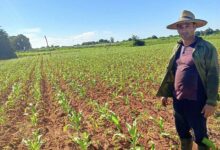 campesino agricultura sandino