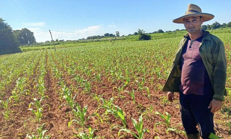 campesino agricultura sandino