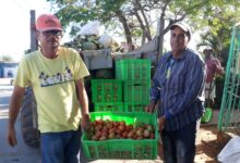 mercado agropecuario El Framboyán Sandino