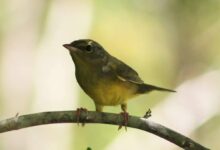 Bijirita de Cabeza Gris Geothlypis philadelphia