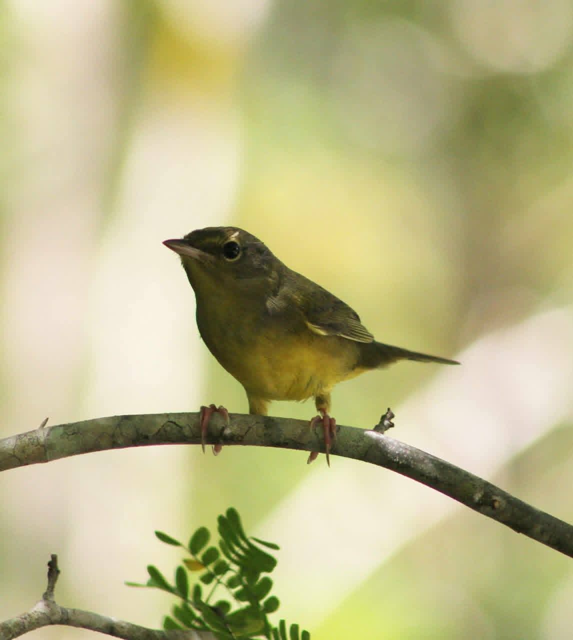 Bijirita de Cabeza Gris Geothlypis philadelphia