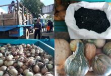 Acciona Acopio para abastecer mercados y puntos de venta en Sandino