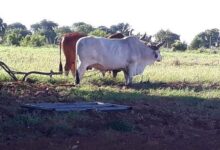 agricultura sandino