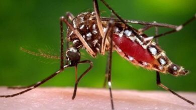 Sin tregua contra el mosquito Aedes aegypti en Sandino