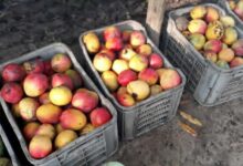 Campaña del mango en Sandino