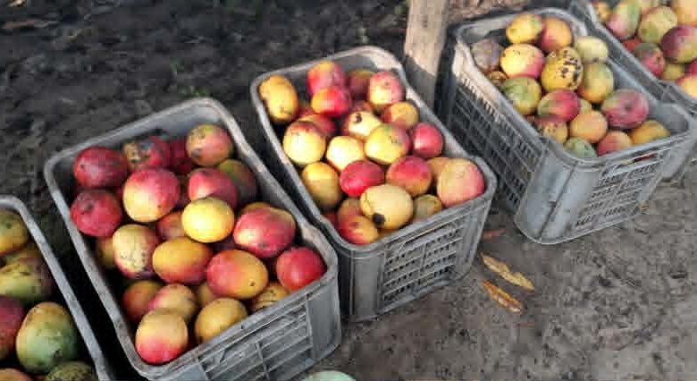 Campaña del mango en Sandino
